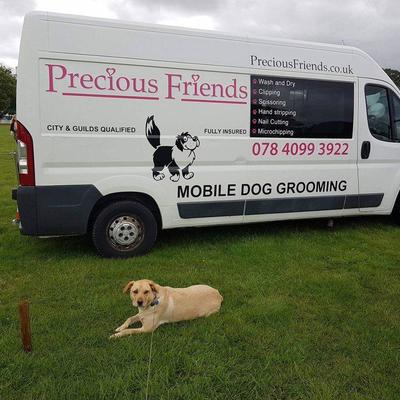 Small k9 with amber laying down 02